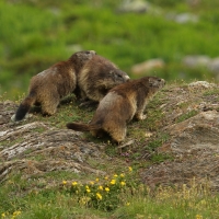 Świstak - Marmota marmota - Alpine marmot
