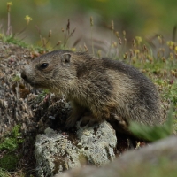 Świstak - Marmota marmota - Alpine marmot