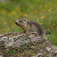 Świstak - Marmota marmota - Alpine marmot