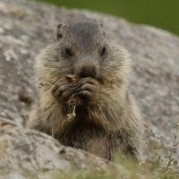 Świstak - Marmota marmota - Alpine marmot