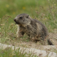 Świstak - Marmota marmota - Alpine marmot
