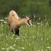 Kozica - Rupicapra rupicapra - Alpine chamois