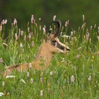 Kozica - Rupicapra rupicapra - Alpine chamois