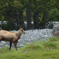 Kozica - Rupicapra rupicapra - Alpine chamois