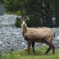 Kozica - Rupicapra rupicapra - Alpine chamois