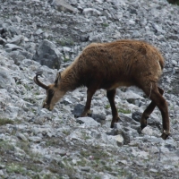 Kozica - Rupicapra rupicapra - Alpine chamois