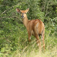 Niala grzywiasta - Tragelaphus angasii - Nyala 