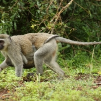 Kotawiec sawannowy - Chlorocebus pygerythrus - Vervet monkey