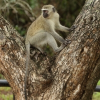 Kotawiec sawannowy - Chlorocebus pygerythrus - Vervet monkey