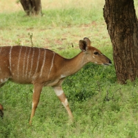 Niala grzywiasta - Tragelaphus angasii - Nyala 