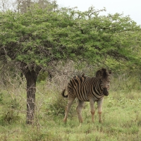 Zebra stepowa - Equus quagga - Common zebra
