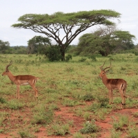 Impala zwyczajna - Aepyceros melampus - Impala