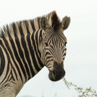 Zebra stepowa - Equus quagga - Common zebra