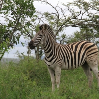 Zebra stepowa - Equus quagga - Common zebra