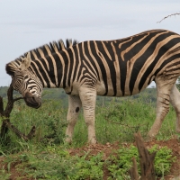 Zebra stepowa - Equus quagga - Common zebra