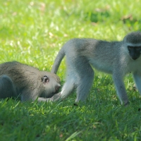 Kotawiec sawannowy - Chlorocebus pygerythrus - Vervet monkey