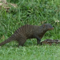 Mangusta pręgowana - Mungos mungo - Banded mangoose