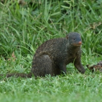 Mangusta pręgowana - Mungos mungo - Banded mangoose