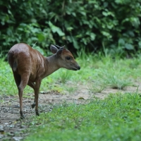 Dujkerczyk modry - Philantomba monticola - Blue duiker
