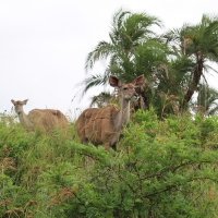 Kudu wielkie - Tragelaphus strepsiceros - Greater kudu
