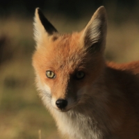 Lis - Vulpes vulpes - Red fox 