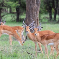 Impala zwyczajna - Aepyceros melampus - Impala