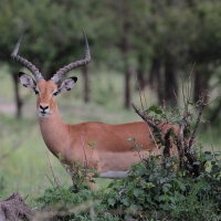 Impala zwyczajna - Aepyceros melampus - Impala