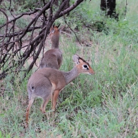 Dikdik sawannowy - Madoqua kirkii - Kirk's dikdik 
