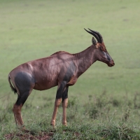 Sasebi właściwy - Damaliscus  lunatus - Topi