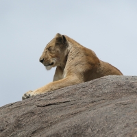 Lew afrykański - Panthera leo - Lion 