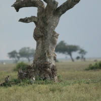Kotawiec sawannowy - Chlorocebus pygerythrus - Vervet monkey
