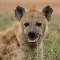 Krokuta cętkowana - Spotted hyaena
