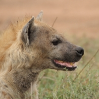 Krokuta cętkowana - Spotted hyaena
