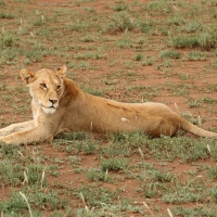 Lew afrykański - Panthera leo - Lion 