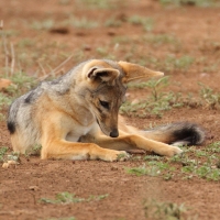 Szakal  czaprakowy - Canis mesomelas - Black-backed Jackal