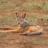 Szakal  czaprakowy - Canis mesomelas - Black-backed Jackal