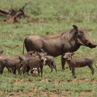 Guziec zwyczajny - Phacochoerus africanus - Common Warthog