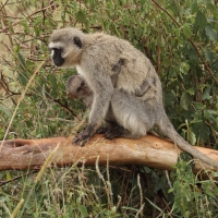 Kotawiec sawannowy - Chlorocebus pygerythrus - Vervet monkey