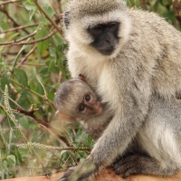 Kotawiec sawannowy - Chlorocebus pygerythrus - Vervet monkey