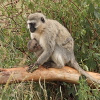 Kotawiec sawannowy - Chlorocebus pygerythrus - Vervet monkey