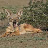 Szakal  czaprakowy - Canis mesomelas - Black-backed Jackal