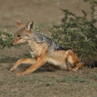 Szakal  czaprakowy - Canis mesomelas - Black-backed Jackal