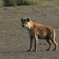 Krokuta cętkowana - Spotted hyaena