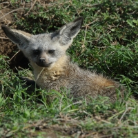 Otocjon wielkouchy - Otocyon megalotis  - Bat-eared fox 