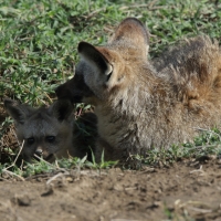 Otocjon wielkouchy - Otocyon megalotis  - Bat-eared fox 