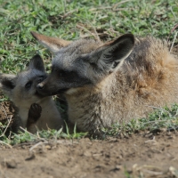Otocjon wielkouchy - Otocyon megalotis  - Bat-eared fox 