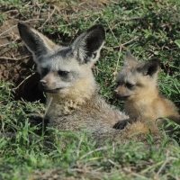 Otocjon wielkouchy - Otocyon megalotis  - Bat-eared fox 