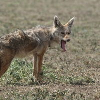 Wilk złoty - Canis lupaster - African golden wolf