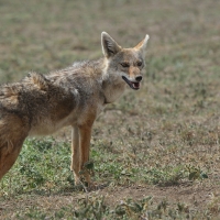 Wilk złoty - Canis lupaster - African golden wolf