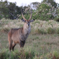 Kob śniady - Kobus ellipsiprymnus - Waterbuck